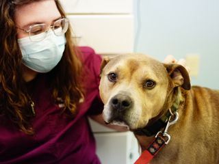 Dr. Joya - Hautaerztin der Tiere