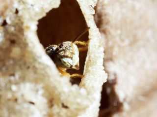 Peru: Stachellose Bienen, Retter des Regenwaldes Peru: Stachellose Bienen, Retter des Regenwaldes