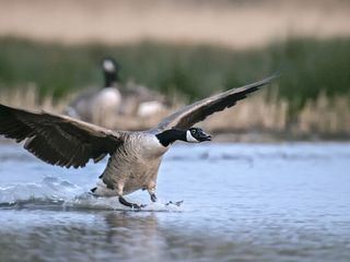 Wasserwildnis in Westfalen - Muensters Rieselfelder
