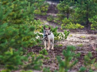 Wildtiere privat