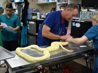 Tierarzt Dr. Jeff - Der Rocky Mountain Doc