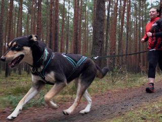 Vier schnelle Pfoten fuer Wanda