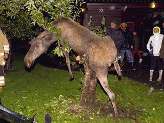 Tierische Freaks