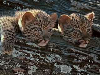 Mashatu: Land der Leoparden