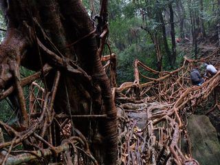 Indien: Die lebenden Bruecken von Meghalaya
