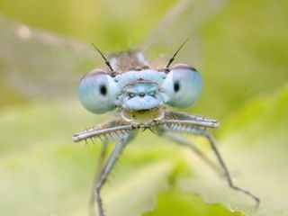 Die zwei Leben der Libelle