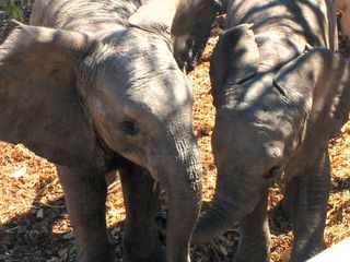 Das Waisenhaus fuer wilde Tiere