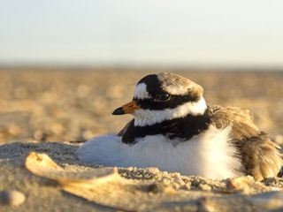 Expeditionen ins Tierreich