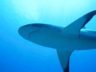 Deadly Islands - Gefaehrliches Paradies