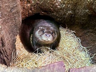 Anna und die wilden Tiere