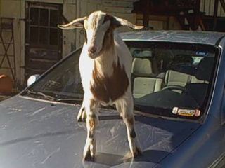 Sitz, Platz, Aus! Tierische Nervensaegen