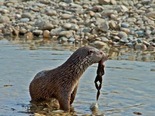 Wildnis am Strom - Nationalpark Donau-Auen