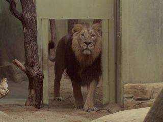 Giraffe, Erdmaennchen & Co.