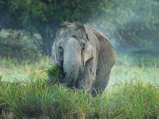 Hati Bondhu, die Elefantenschuetzer von Assam