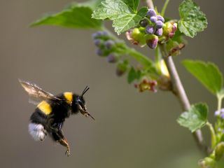 Hummeln - Bienen im Pelz
