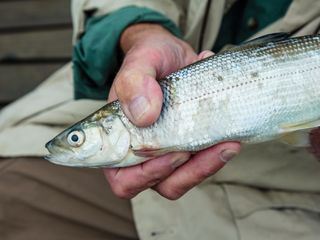 Die Superkraefte der Tiere Die Superkraefte der Tiere