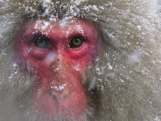 Japans Schneeaffen hautnah