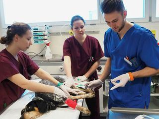 Les nouveaux vétérinaires
