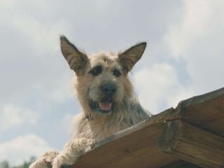 Racko - Ein Hund fuer alle Faelle