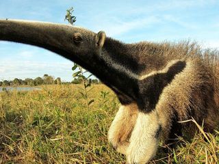Unter Raubkatzen und Ameisenbaeren - Mit Lydia Moecklinghoff in Brasiliens Tierwelt