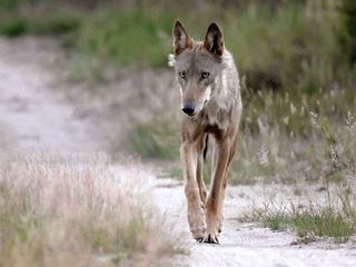 Wilde Wanderer - Tiere auf Tour
