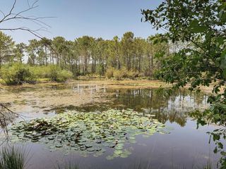 Libelle, Salamander und Kreuzotter: Leben im Feuchtgebiet