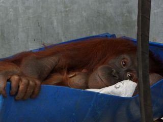 La scuola nella giungla La scuola nella giungla