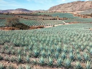 Zuckeralternativen - Genuss mit Beigeschmack
