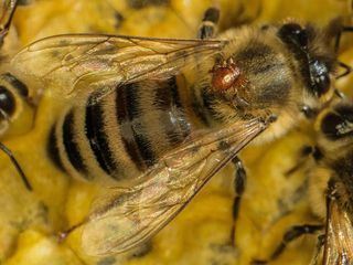 Im Wald der wilden Bienen