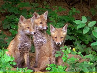 Die zauberhaften Vier