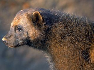 Wildnis Europa