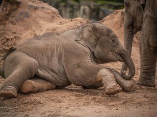 Zoo und so - Tierisch wild!