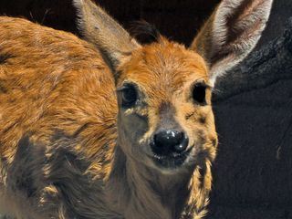 Das Waisenhaus fuer wilde Tiere