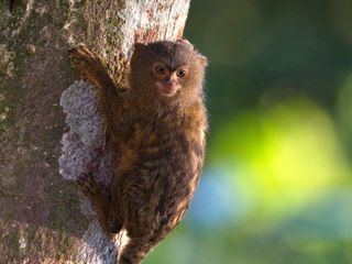 Kolumbien - Wildnis zwischen Amazonas und Orinoco