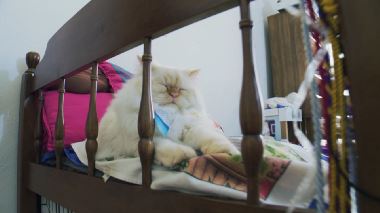 Der Katzenfluesterer Der Katzenfluesterer