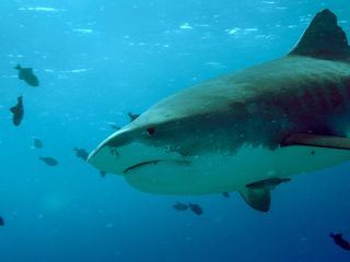 Naturwunder Hawaii, zwischen Feuer und Wasser