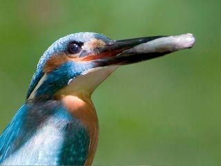 Die Wilde Wupper