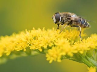 Schnittgut. Alles aus dem Garten