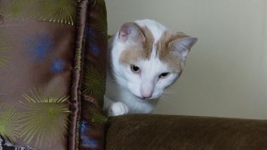 Der Katzenfluesterer Der Katzenfluesterer