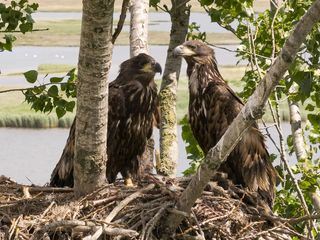 die nordstory Spezial - Im Reich der Seeadler