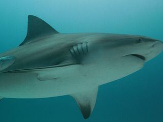 Haiangriffen auf der Spur