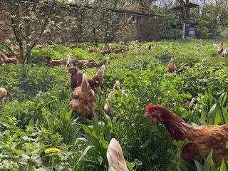 Die Bio-Revolution: Die Karriere der oekologischen Landwirtschaft