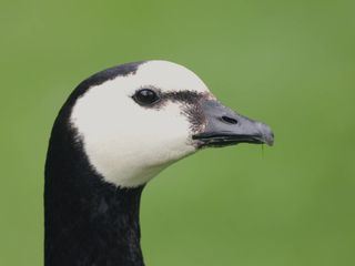 Wilde Waterkant: Nordfriesland und seine Gaense