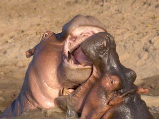 Die Grosskatzen der Masai Mara