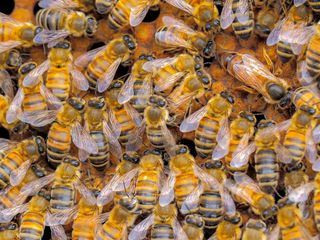 Die sozialen Netzwerke der Tiere