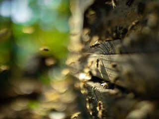 Die geheimnisvolle Welt der Bienen