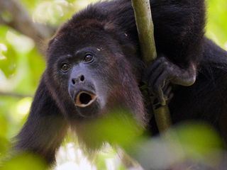Unbekanntes Belize