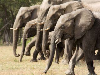 Die wilden Fluesse Afrikas