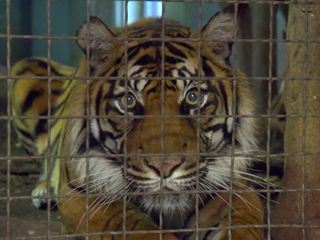 Giraffe, Erdmaennchen & Co.