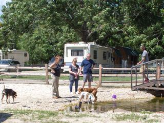 Pitbulls auf Bewaehrung Pitbulls auf Bewaehrung